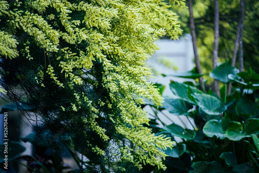 Fototapeta premium tree in the forest