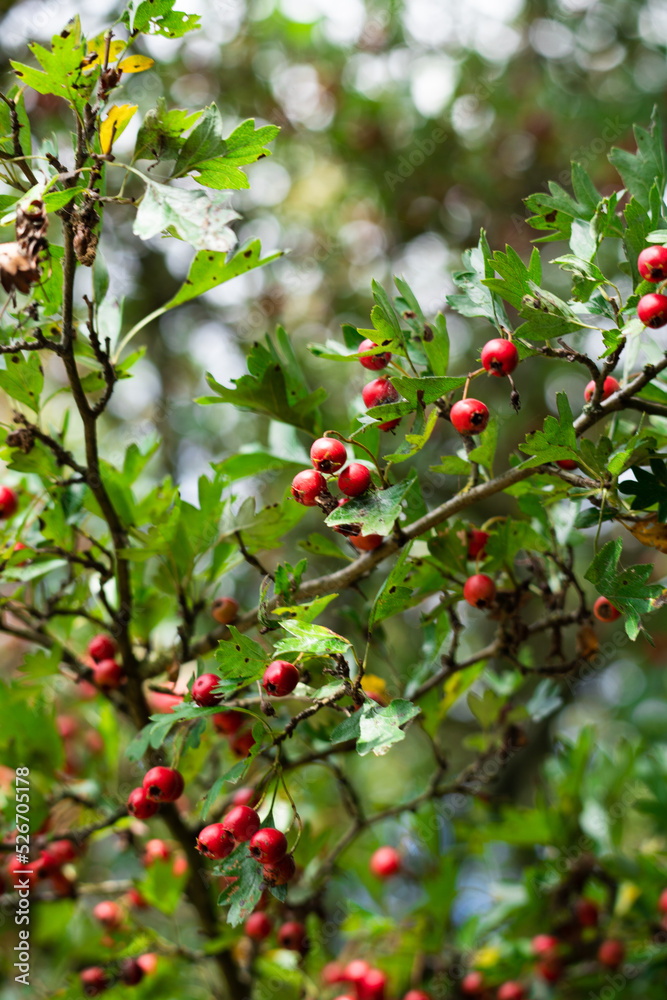 Red berries, hawthorn. Bushes.