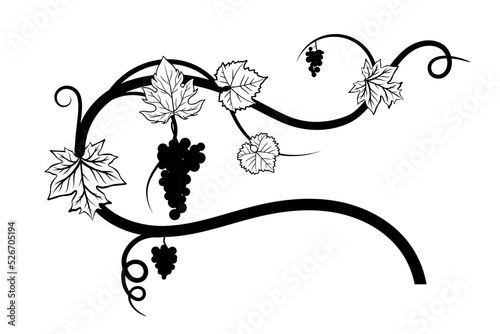 black_silhouette_of_grape_vine
