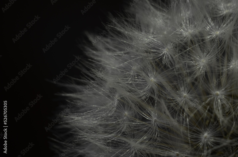 Obraz premium Dandelion fluff close up