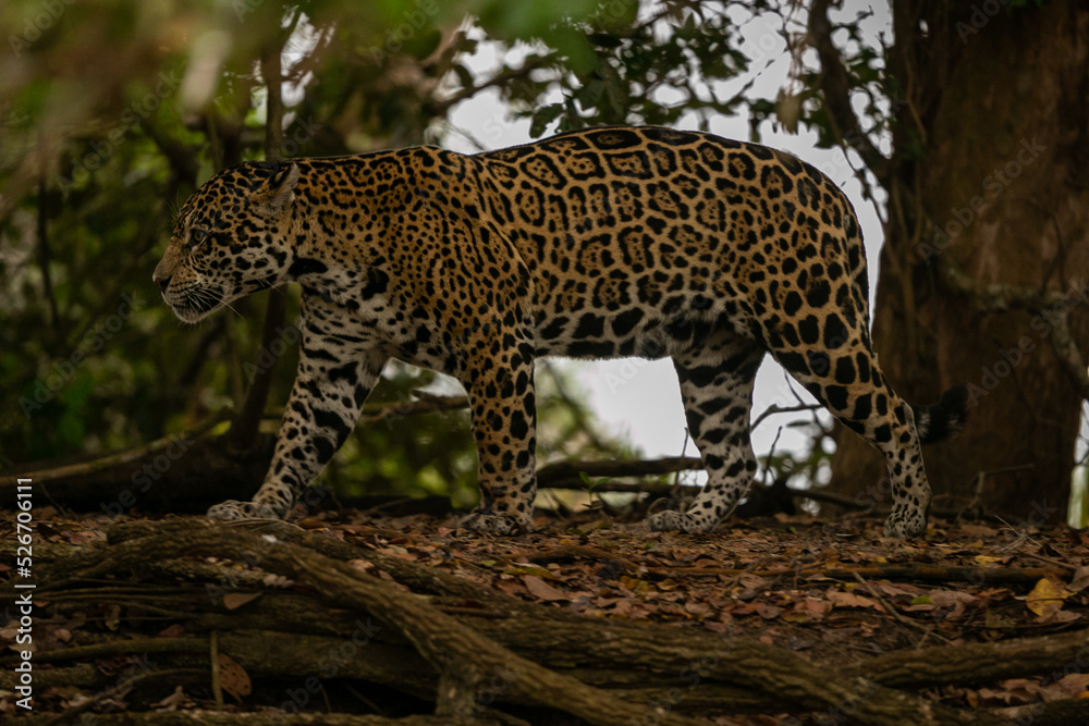 Beautiful and endangered american jaguar in the nature habitat. Panthera onca, wild brasil, brasilian wildlife, pantanal, green jungle, big cats. Beautiful and endangered american jaguar in the nature habitat. Panthera onca, wild brasil, brasilian wildlife, pantanal, green jungle, big cats.