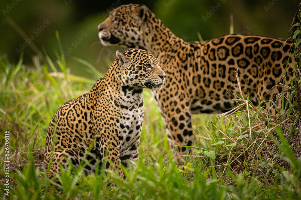 Fototapeta premium Beautiful and endangered american jaguar in the nature habitat. Panthera onca, wild brasil, brasilian wildlife, pantanal, green jungle, big cats.
