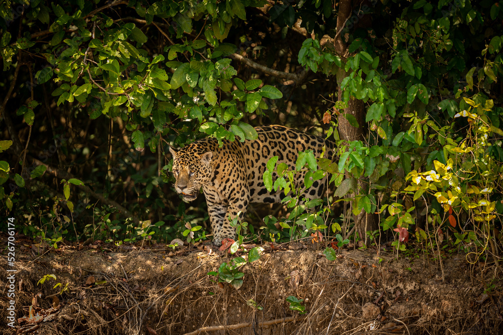 Beautiful and endangered american jaguar in the nature habitat
