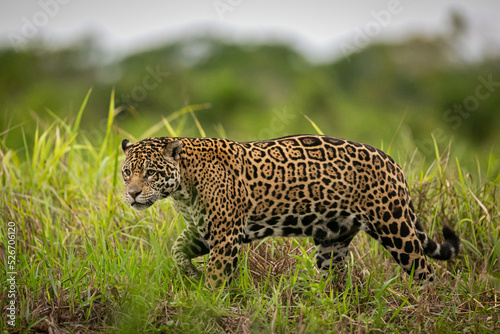 Photography Beautiful and endangered american jaguar in the nature habitat