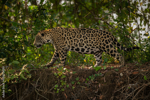 Beautiful and endangered american jaguar in the nature habitat. Panthera onca, wild brasil, brasilian wildlife, pantanal, green jungle, big cats.