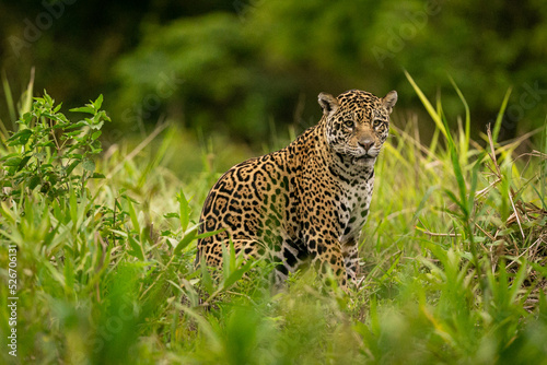 Beautiful and endangered american jaguar in the nature habitat. Panthera onca, wild brasil, brasilian wildlife, pantanal, green jungle, big cats. © photocech