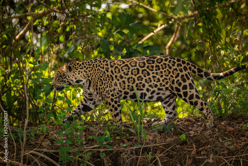 Beautiful and endangered american jaguar in the nature habitat. Panthera onca, wild brasil, brasilian wildlife, pantanal, green jungle, big cats. © photocech
