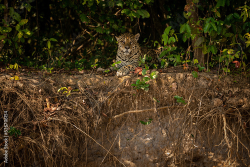 Fototapeta Naklejka Na Ścianę i Meble -  Beautiful and endangered american jaguar in the nature habitat. Panthera onca, wild brasil, brasilian wildlife, pantanal, green jungle, big cats.