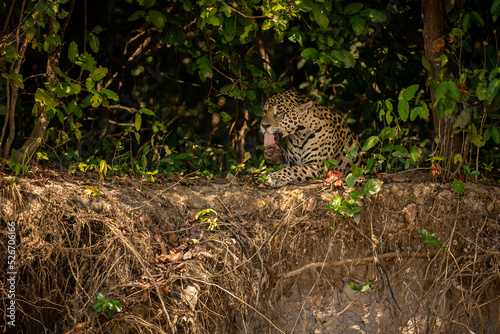 Beautiful and endangered american jaguar in the nature habitat. Panthera onca  wild brasil  brasilian wildlife  pantanal  green jungle  big cats.