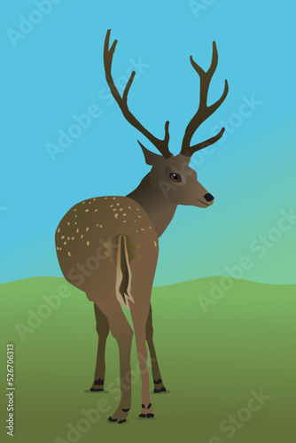  A vector illustration of a deer in the field. You see the animal from its behind and it looks backwards at you. It's a male deer with antlers. He stands before small hills.