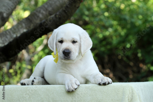 Fototapeta Naklejka Na Ścianę i Meble -  a sweet nice yellow labrador puppy in summer close up