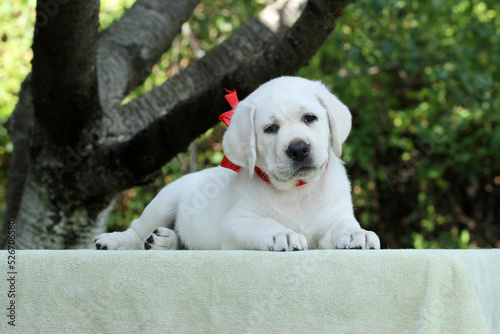 sweet nice yellow labrador puppy in summer close up