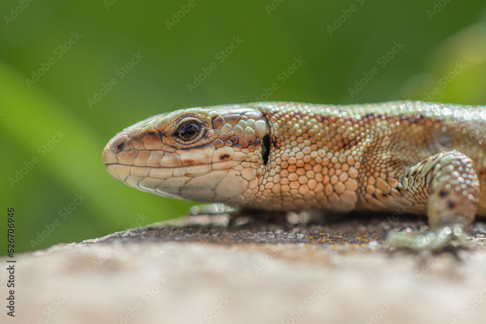 Common lizard (Zootoca vivipara) basking in the sun, Scotland. Common lizard (Zootoca vivipara) basking in the sun, Scotland.