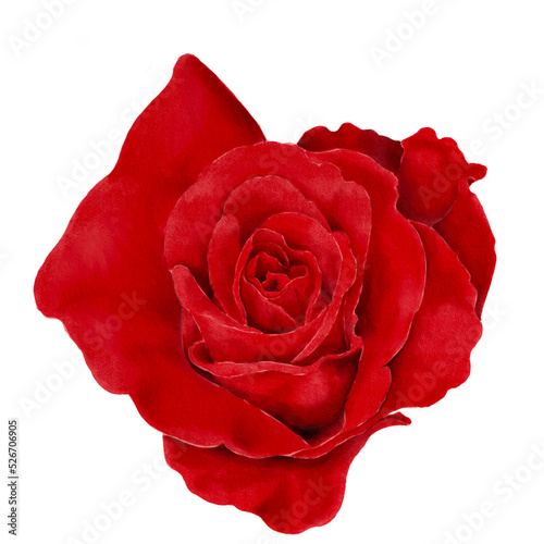 Fototapeta Naklejka Na Ścianę i Meble -  Red Rose in Illustration of Watercolor Style