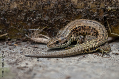 Common lizard (Zootoca vivipara) resting, Scotland. photo