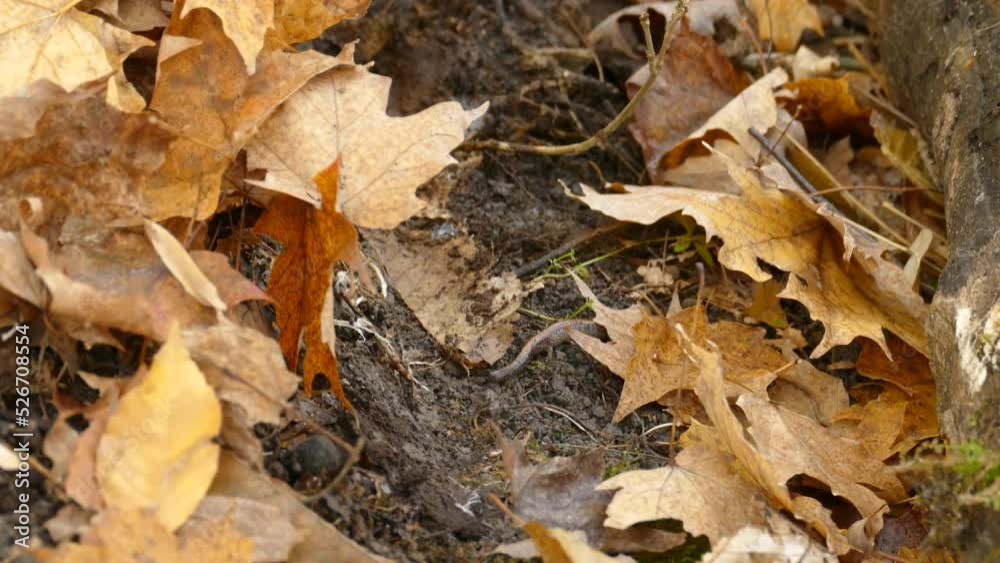 A small lizard hiding amongst a pile of dried golden maple leaves on the forest floor A small lizard hiding amongst a pile of dried golden maple leaves on the forest floor