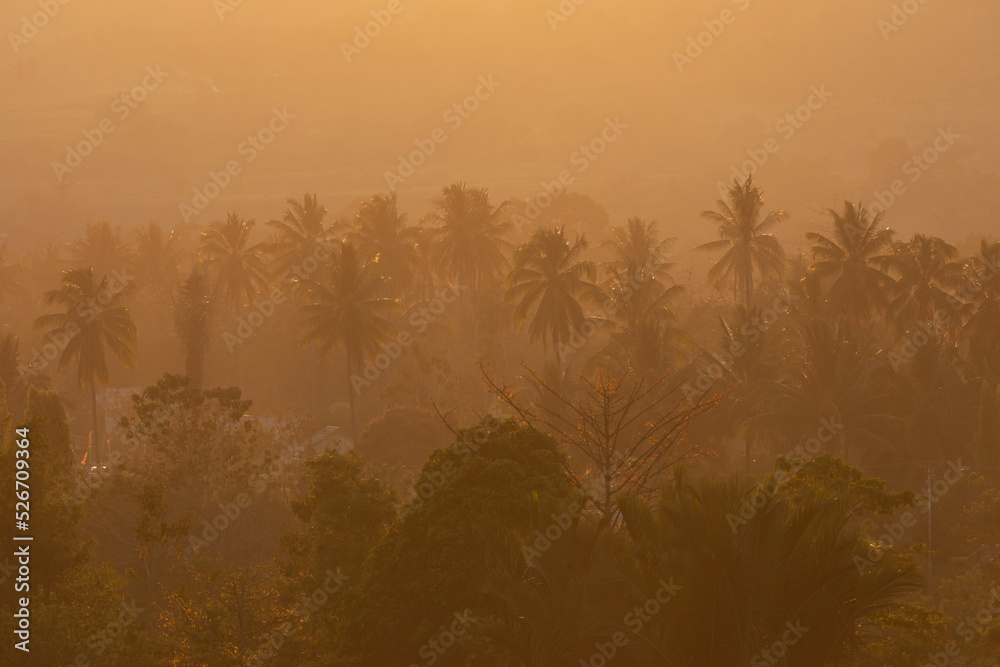 Landscape of palm trees at sunset, near Bomba, South Lore, Poso Regency, Central Celebes, Indonesia