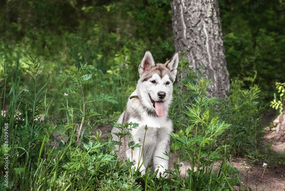 a malamute puppy is sitting in the forest for a walk