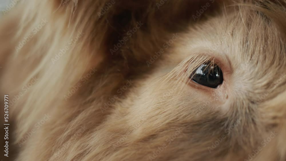 Close-up of the bull's muzzle with an eye Close-up of the bull's muzzle with an eye