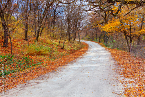 Autumn country road . Autumnal nature in October . Pathway with autumn leaves 