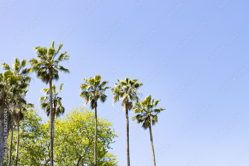 Palm leaves and palm trees contrast with the blue sky. Background with palm trees and blue sky and space for copy