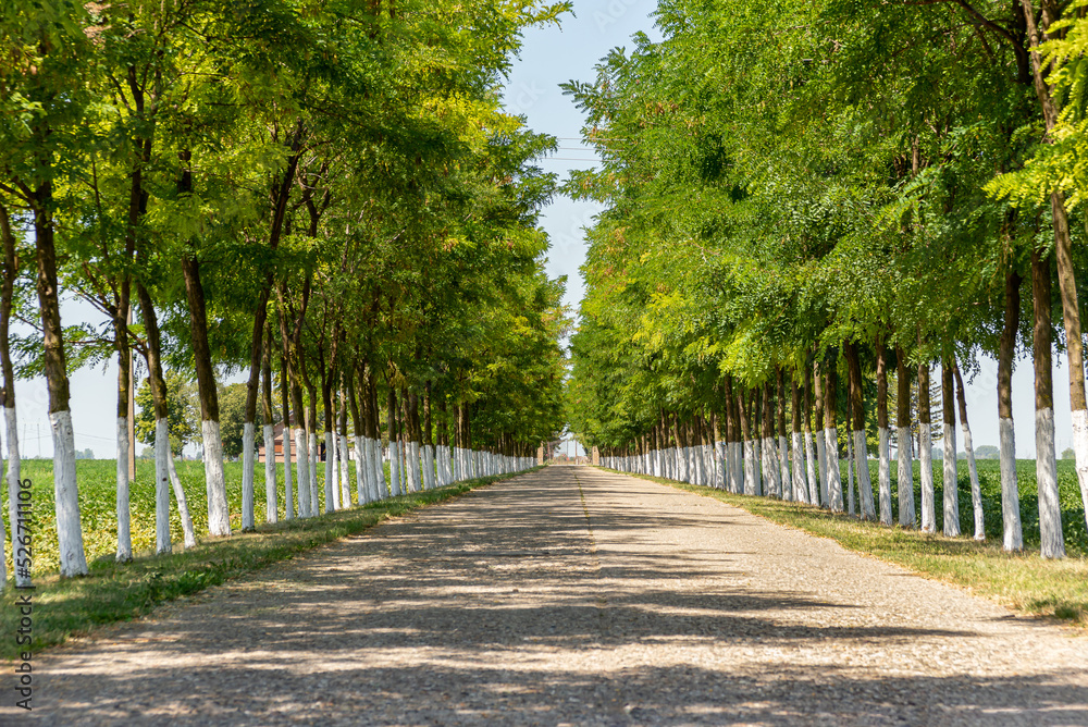 Perspective of tree lined road with the bleached trees