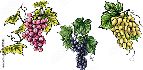 Set of realistic bunch of grapes of different colors and varieties