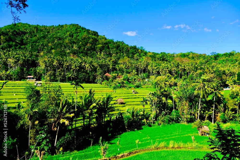 Wunderschöne Aufnahme in Bali Indonesien Reisfeld 