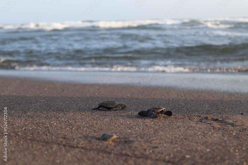 Baby turtle heading to the sea Baby turtle heading to the sea