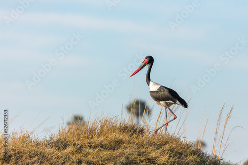 Saddle-billed (saddlebilled) stork (Ephippiorhynchus senegalensis). Okavango Delta. Botswana photo