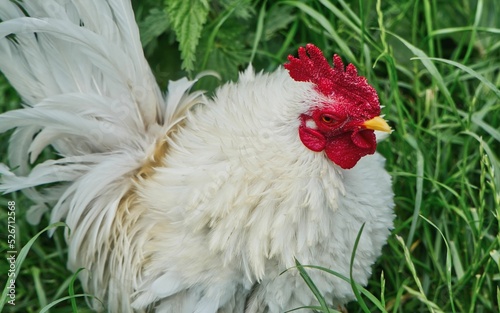 Closeup of a white frizzle chicken with red mullet sitting in the grass.