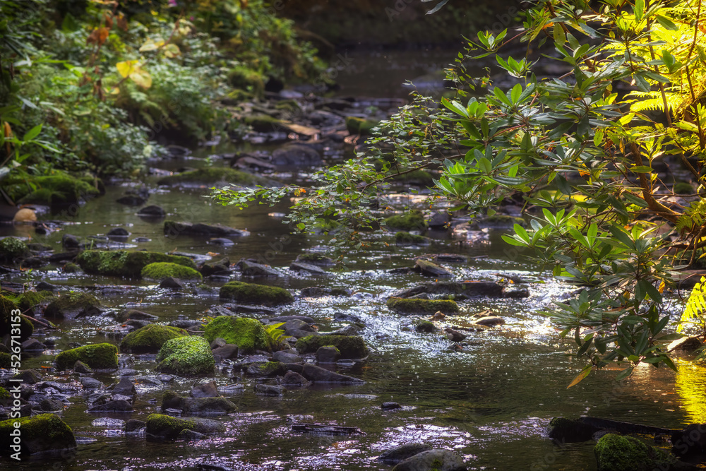 Forest stream. Water flowing through woodland. Focus on foreground.