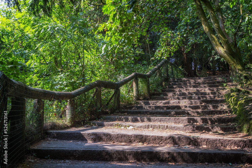 Forest steps. Secluded path to an idyllic woodland retreat