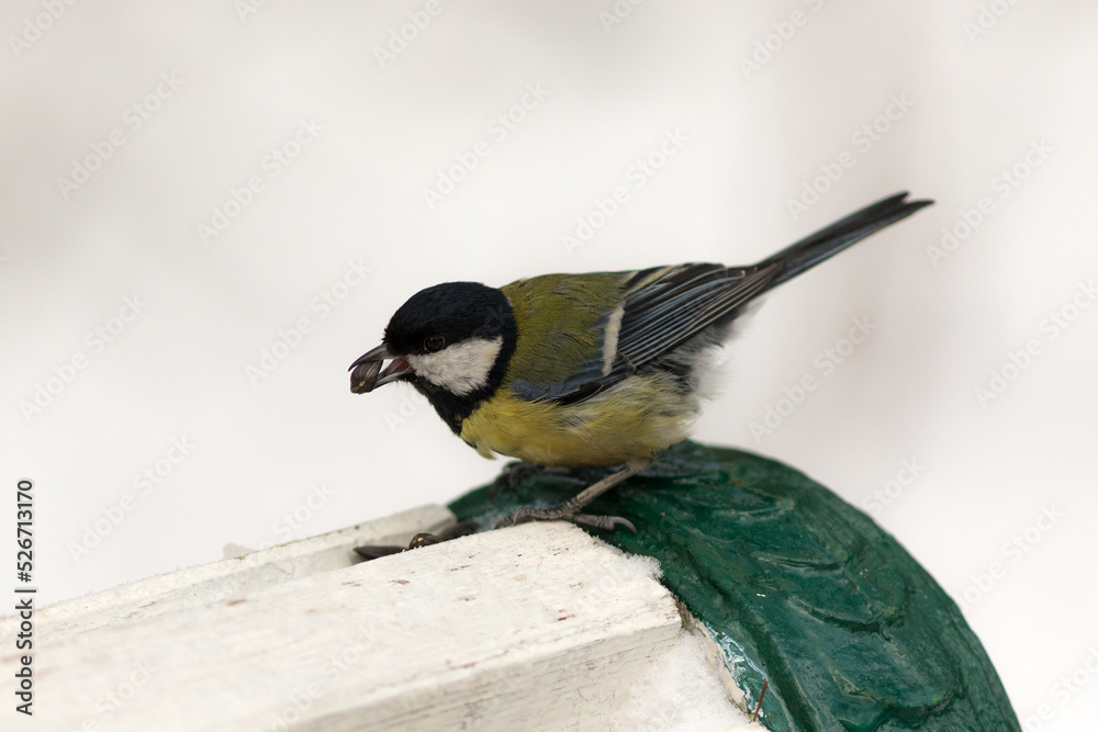 Obraz premium titmouse eats seeds in winter