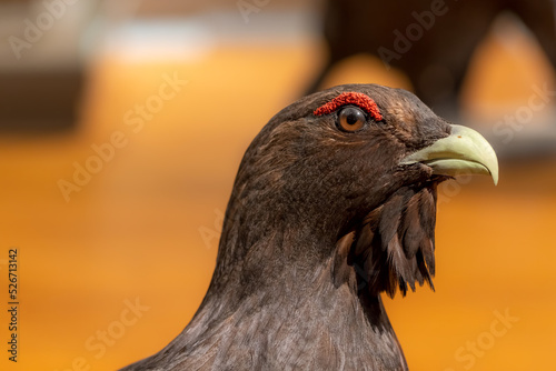 Tableau sur toile Western capercaillie bird taxidermy specimen close-up