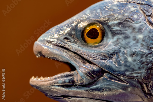 Model of a Sottish Devonian fish. Selective focus close-up. photo