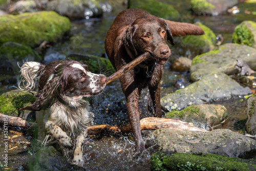 Photography Spaniel and labrador dog friends holding a stick together walking in a forest st