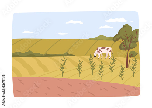 Farming and agricultural business  tending for crops and animals. Field with plants and grazing cow. Countryside area during harvesting season. Vector in flat style
