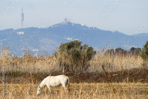 View of Barcelona church from the countryside