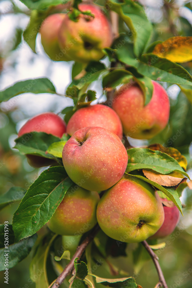 Harvest of red apples on a tree in the garden. Selective focus. Harvest of red apples on a tree in the garden. Selective focus.