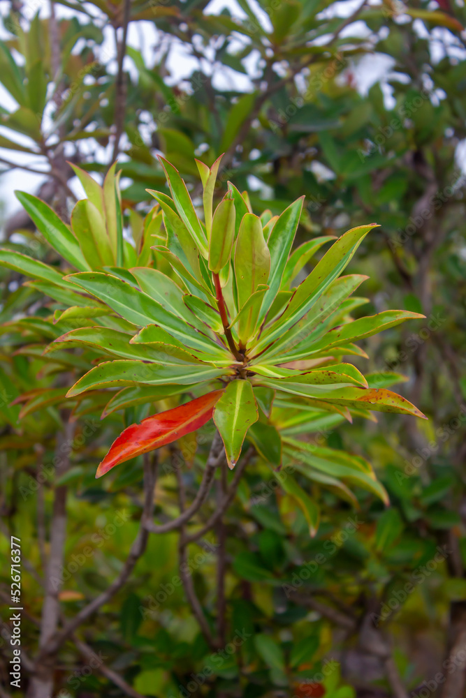 wild plants in the forestry of Kalimantan wild plants in the forestry of Kalimantan