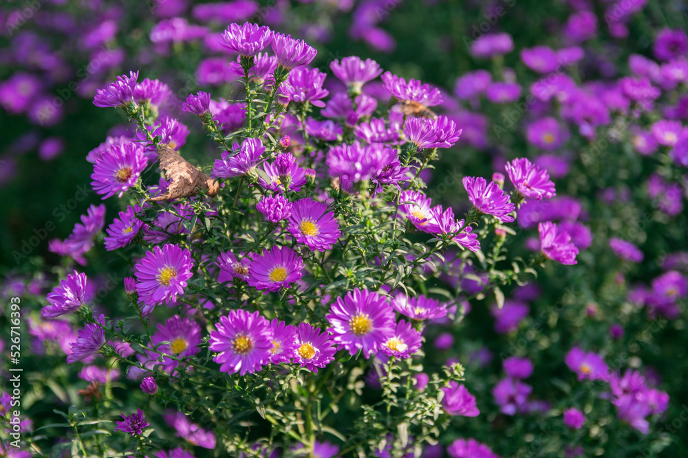 Aster x frikartii 'Monch' a lavender blue herbaceous perennial summer autumn flower plant commonly known as Michaelmas daisy, Closed bud purple daisy flower in a field with blurred green background Aster x frikartii 'Monch' a lavender blue herbaceous perennial summer autumn flower plant commonly known as Michaelmas daisy, Closed bud purple daisy flower in a field with blurred green background