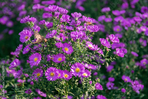 Aster x frikartii  Monch  a lavender blue herbaceous perennial summer autumn flower plant commonly known as Michaelmas daisy  Closed bud purple daisy flower in a field with blurred green background