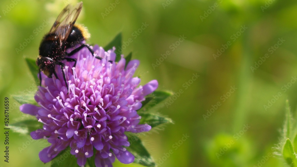 Hummel Hummel
