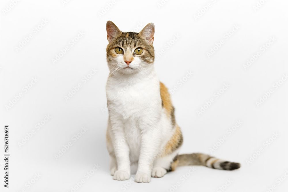 Three colored Calico cat is sitting, looking at the camera on light gray background. Three colored Calico cat is sitting, looking at the camera on light gray background.