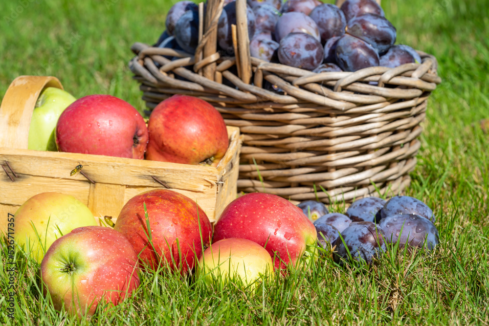 Korb mit Pflaumen und Äpfel auf einer Wiese