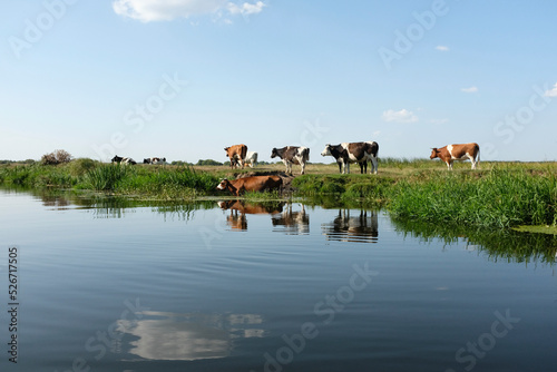 Cows in the river  © M. Jurzyk