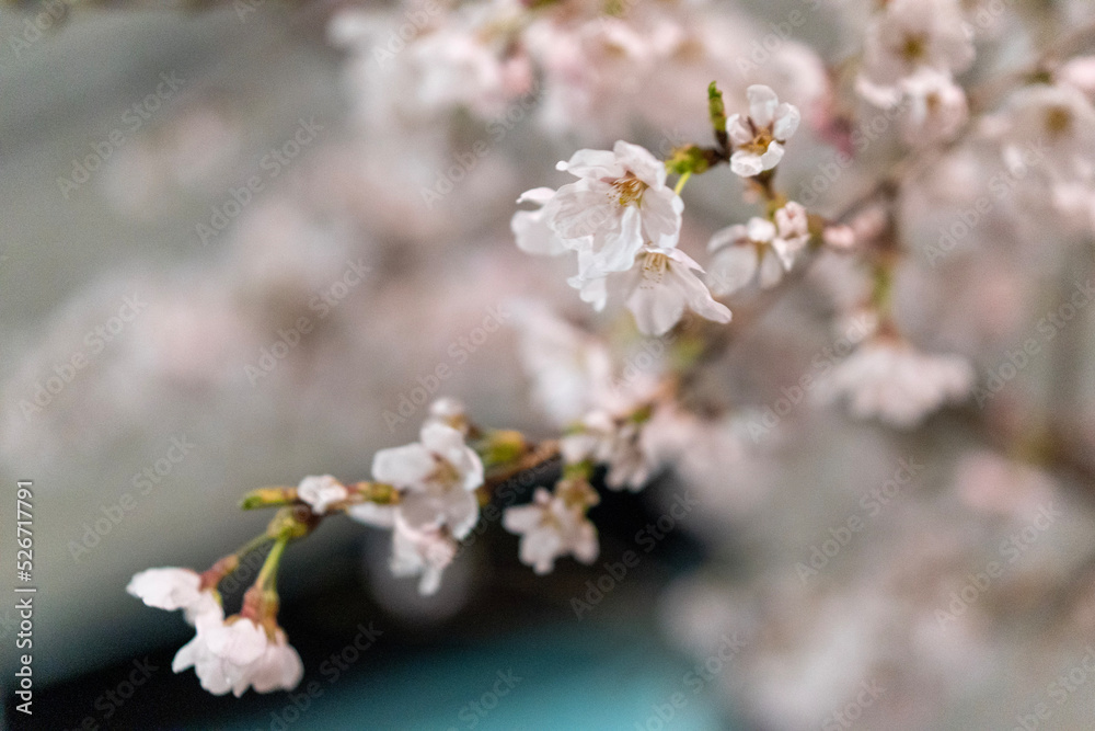 cherry tree blossom