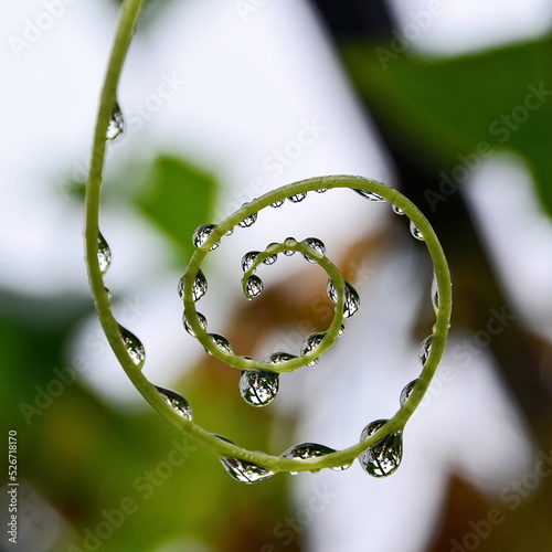 Wallpaper Mural Macro of wet sprout of cucumber seedling in form of spiral with water drops of rain dew like beads with reflection of environment on blurred background. Selective focus Torontodigital.ca