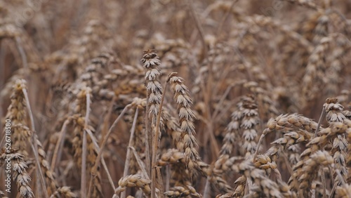 Ripe Ears of Wheat Grain on Field Before Harvest during Summer